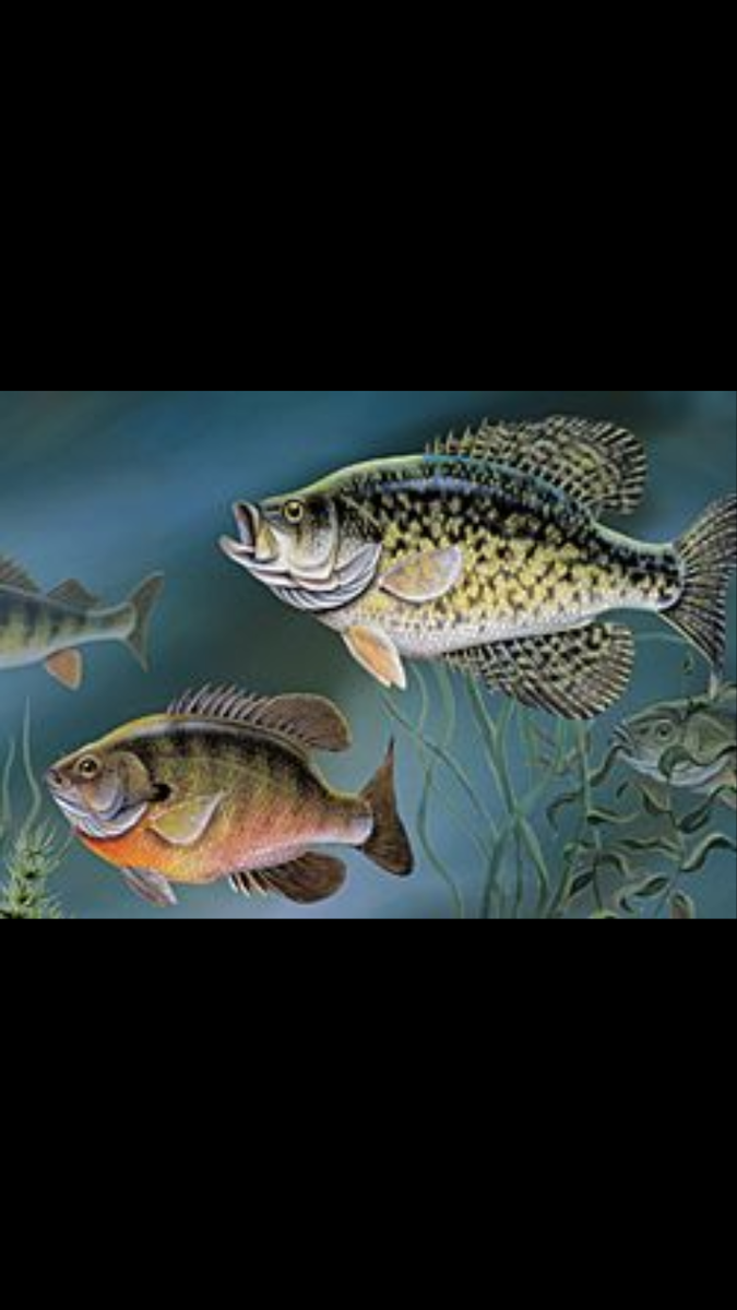 CRAPPIE & PANFISH ROD RECOMMENDATIONS – Fish Xtreme Rods